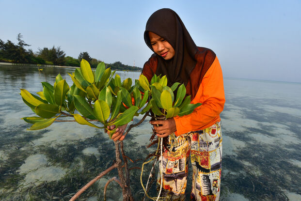 Frau-aus-Indonesien-beim-Pflanzen-von-Mangrovenbaeumen